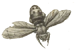 bee-drawing