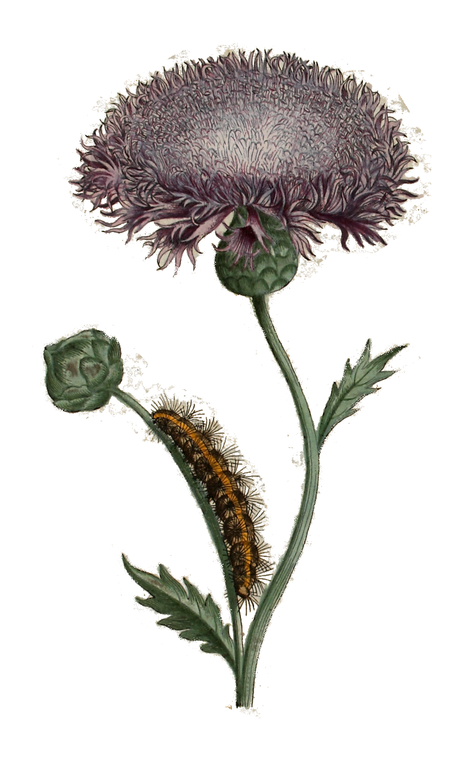 Gezeichnete lila Blume mit Schmetterlingsraupe