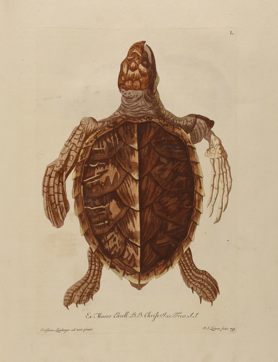 Zeichnung von einer Schildkröte mit einseitiger Knochenflosse